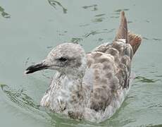 Western Gull