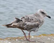 Western Gull