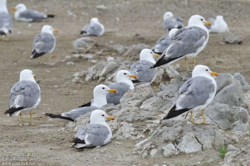 California Gulladult, Behaviour