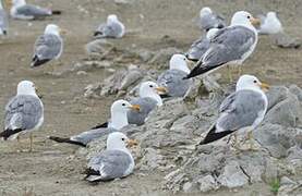 California Gull