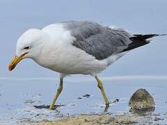 California Gull