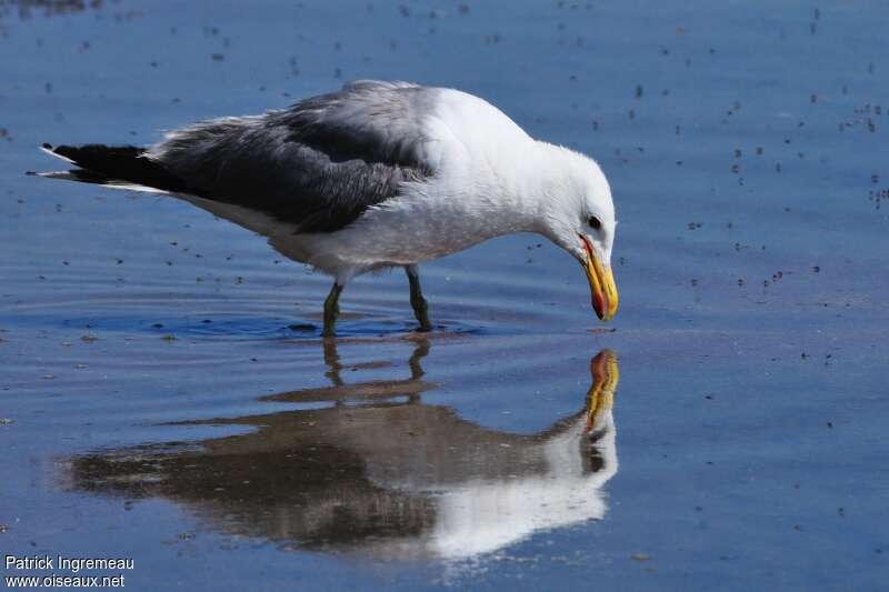 Goéland de Californieadulte, pêche/chasse