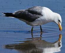 California Gull