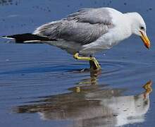 California Gull