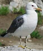 California Gull