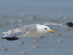 California Gull