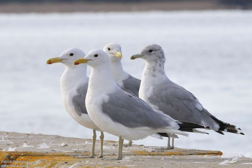 California Gull, Behaviour