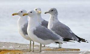 California Gull