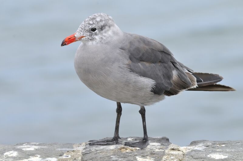 Heermann's Gulladult post breeding