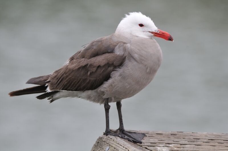 Heermann's Gulladult breeding