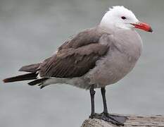 Heermann's Gull