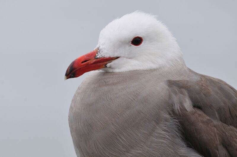 Heermann's Gulladult breeding