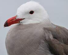 Heermann's Gull