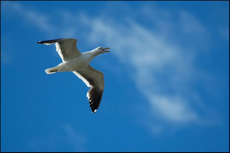 Kelp Gull