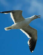 Kelp Gull