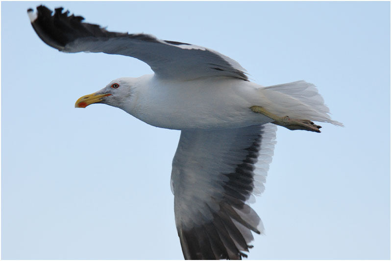 Goéland dominicainadulte