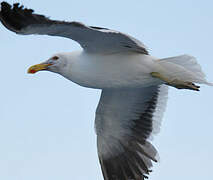 Kelp Gull