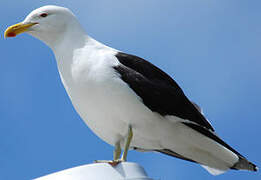 Kelp Gull