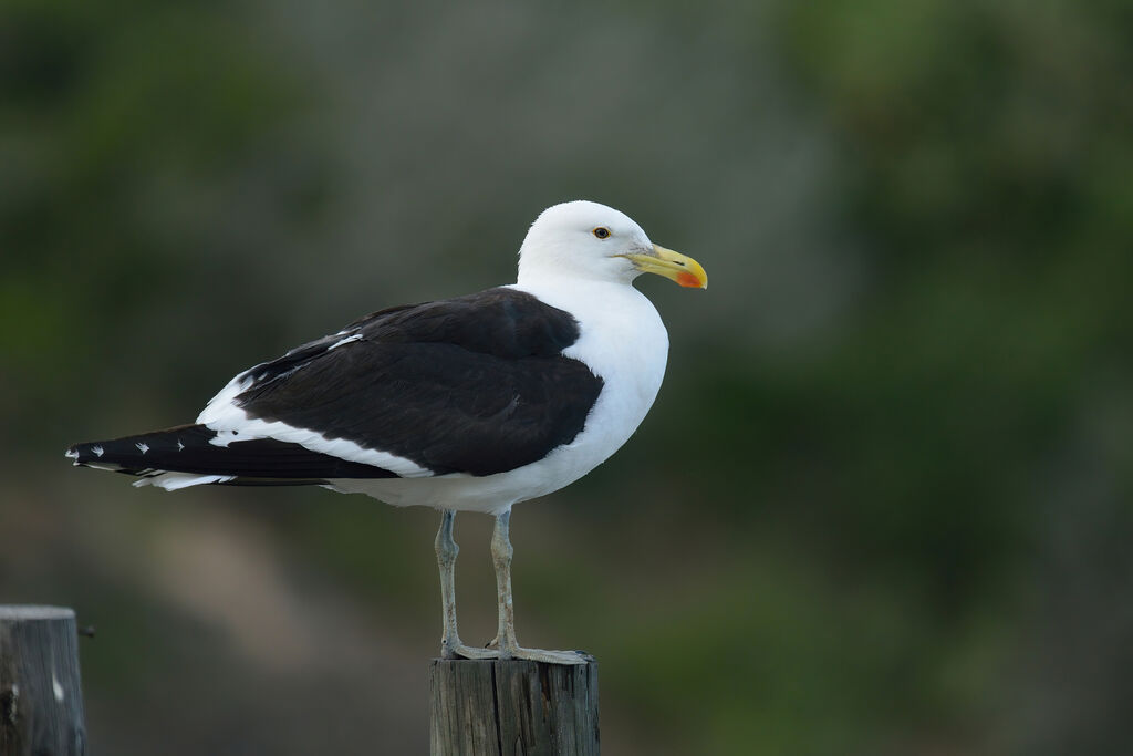 Goéland dominicainadulte