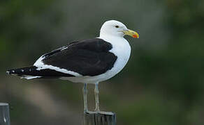 Kelp Gull