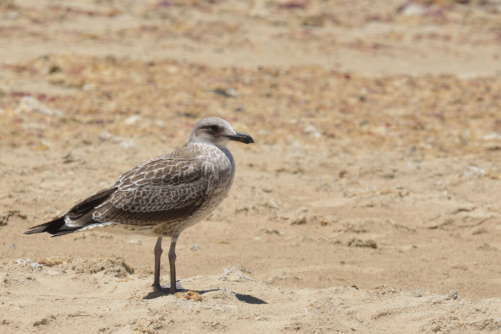 Goéland dominicainimmature