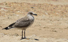 Kelp Gull