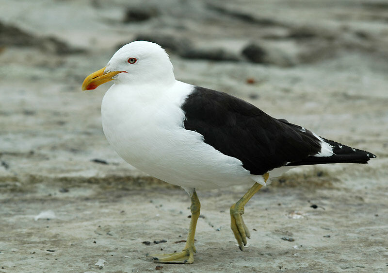 Kelp Gull