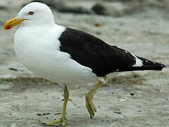 Kelp Gull