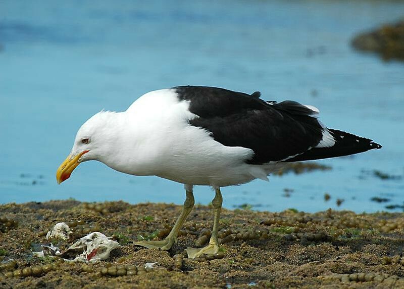 Kelp Gull