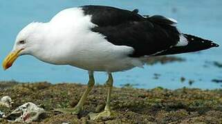 Kelp Gull