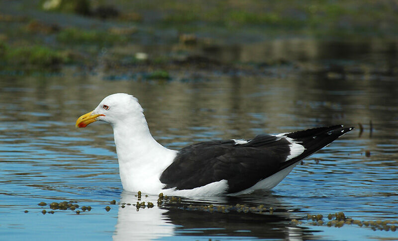 Kelp Gull