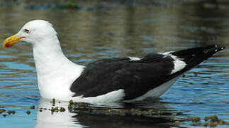 Kelp Gull