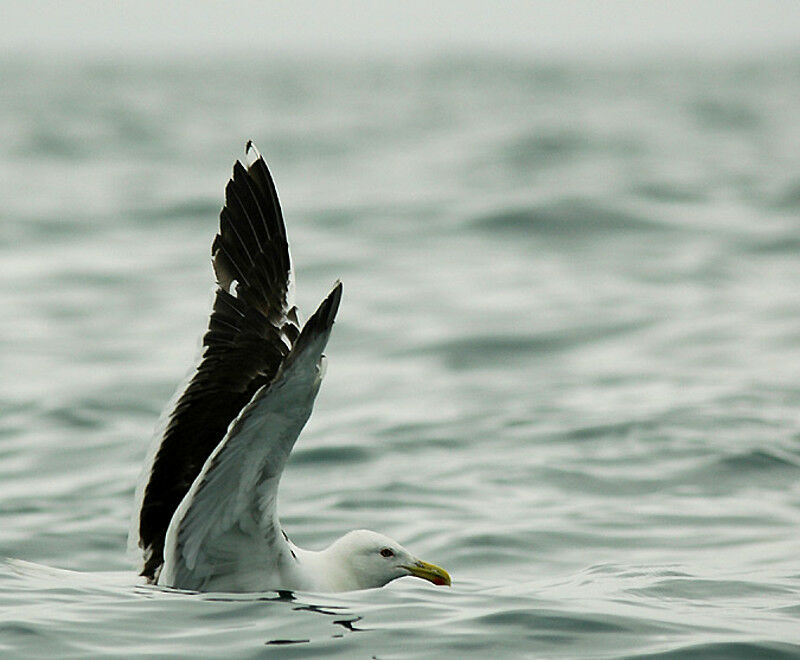 Kelp Gull