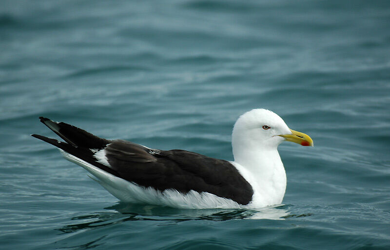 Kelp Gull