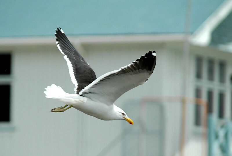 Kelp Gull