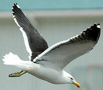 Kelp Gull