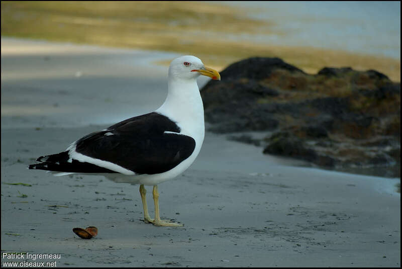 Goéland dominicainadulte, pigmentation