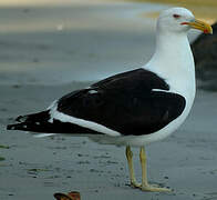 Kelp Gull