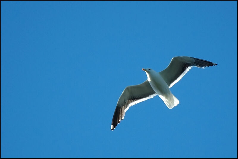 Kelp Gull