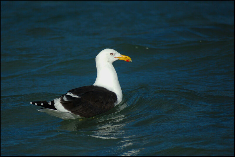 Kelp Gull