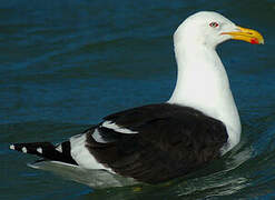 Kelp Gull