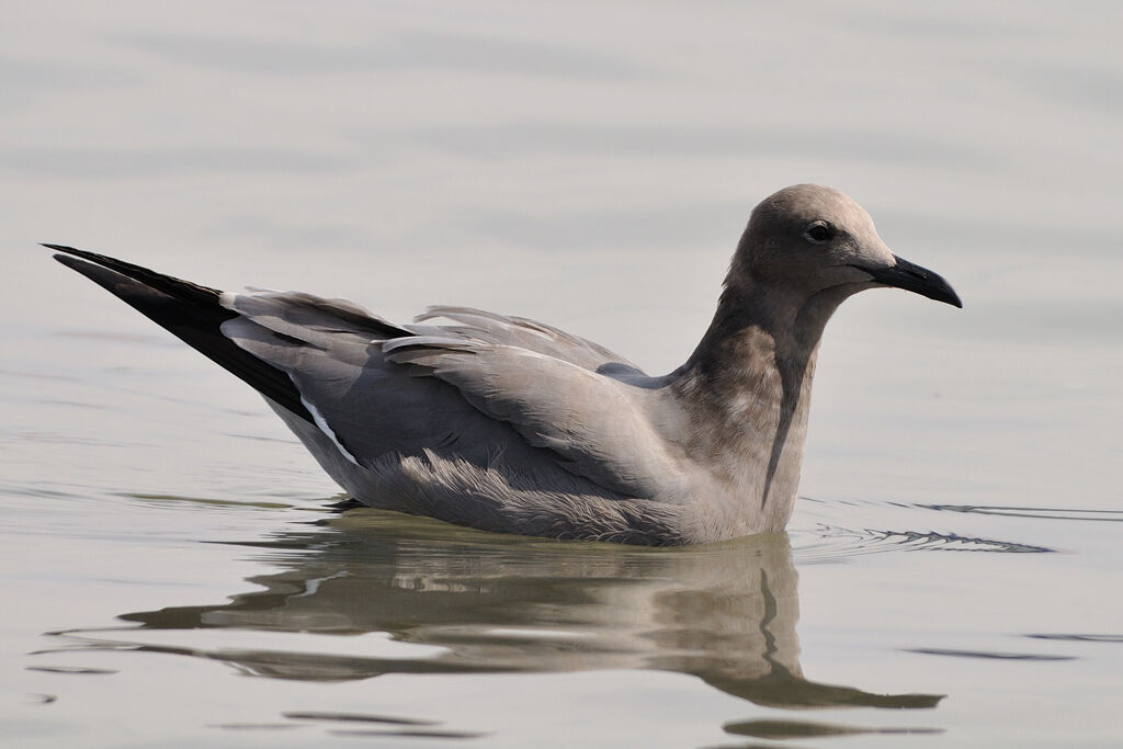 Goéland grisadulte, identification