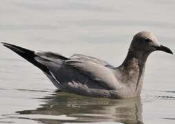 Grey Gull