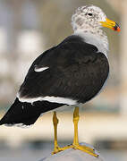 Belcher's Gull