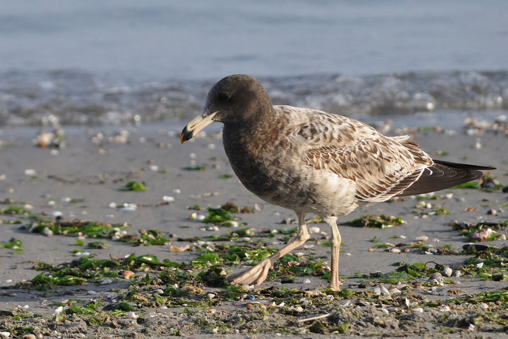 Belcher's GullFirst year, identification