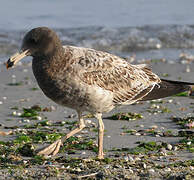 Belcher's Gull