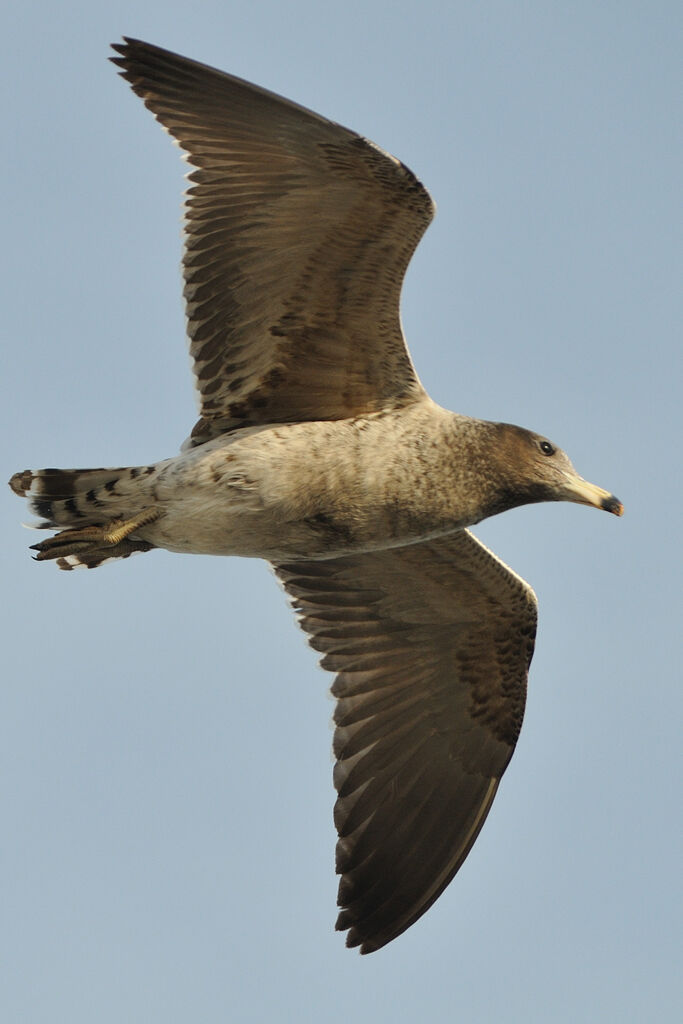 Belcher's GullFirst year, Flight