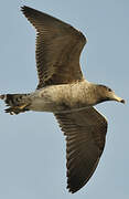 Belcher's Gull