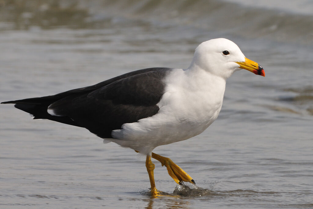 Goéland siméonadulte, identification