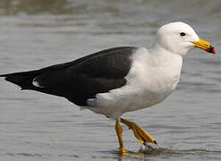 Belcher's Gull